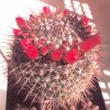 Mammillaria_bella